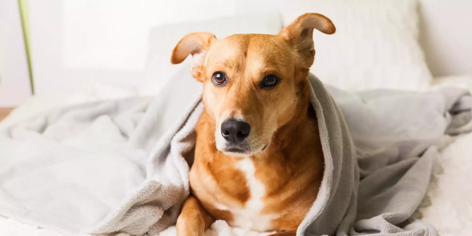 Happy Pup Dakota Available For Adoption At Pets Fur Individuals